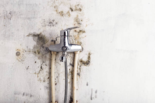 Best Fast Mold Removal  in Sunnyslope, WA