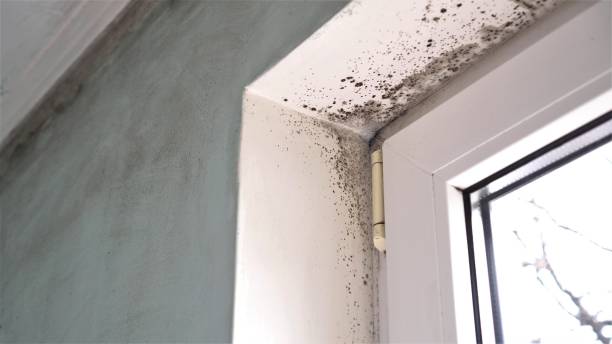 Best Mold Cleaning Services  in Sunnyslope, WA
