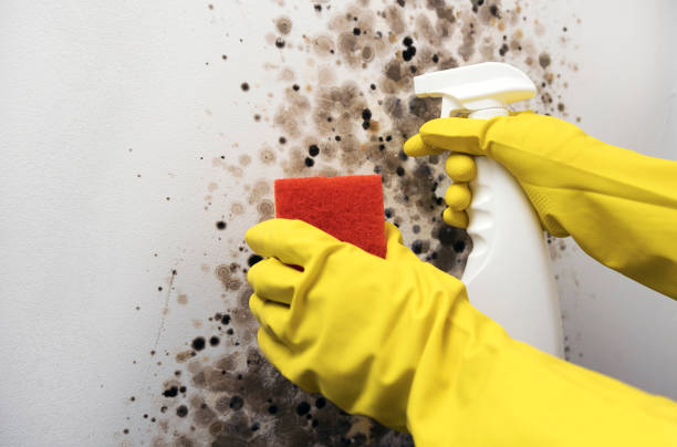 Best Attic Mold Removal  in Sunnyslope, WA